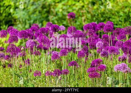 Schönes Blumenbeet mit lila blühenden Alliumblüten im Frühling Im Garten.Ornamentale Zwiebelblüten Stockfoto