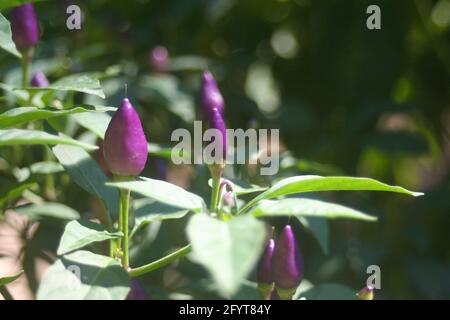 Farbenfrohe, dekorative Paprika, die im Garten wächst Stockfoto