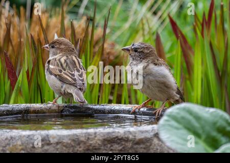 Zwei Sperlinge stehen am Rand eines steinigen Vogels Bad bereit für ein Bad Stockfoto