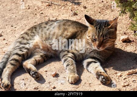 Eine niedliche Straßenkatze, die unter der Sonne auf dem liegt Boden in Portugal Stockfoto