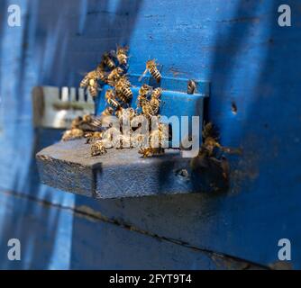Nahaufnahme eines Bienenschwarms auf einem Holzstock in einem Bienenhaus. Stockfoto