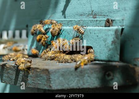 Nahaufnahme eines Bienenschwarms auf einem Holzstock in einem Bienenhaus. Stockfoto