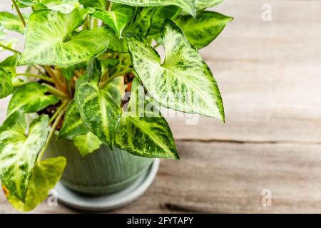 Grüne Blätter Syngonium podophyllum close-up. Pfeil Kopf vergossen Pflanze. Indoor städtischen Dschungel Gartenhaus. Stockfoto