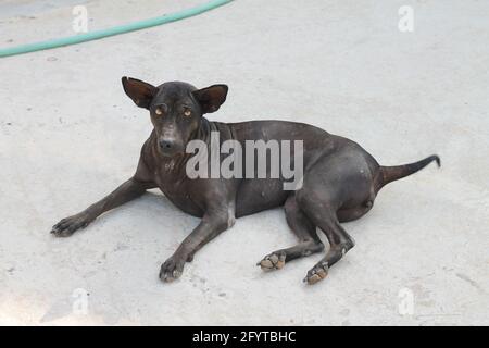 Der schwarze Hund lag auf dem Boden und sah gerade aus. Stockfoto