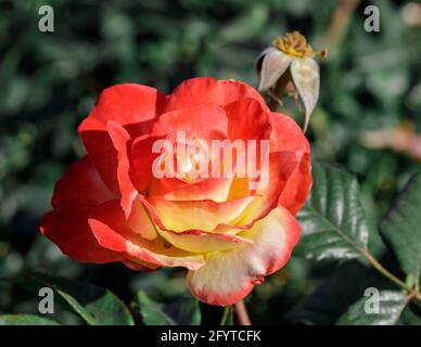 „Chihuly“ floribunda Rose Flower in Bloom. San Jose Municipal Rose Garden, Kalifornien, USA. Stockfoto