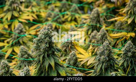 Legale Cannabis blühende Pflanzen. Die Pflanzen werden in einem Indoor-Hydrokultur-Anbau mit künstlichem Licht und Bewässerung angebaut Stockfoto