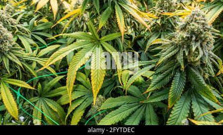 Legale Cannabis blühende Pflanzen. Die Pflanzen werden in einem Indoor-Hydrokultur-Anbau mit künstlichem Licht und Bewässerung angebaut Stockfoto