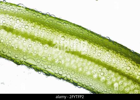 Nahaufnahme von Luftblasen, die grüne Gurkenfasern bedecken, die im Wasser schwimmen Stockfoto