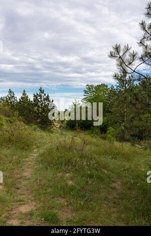 Wanderweg im Kiefernwald in Deliblatska Pescara Stockfoto