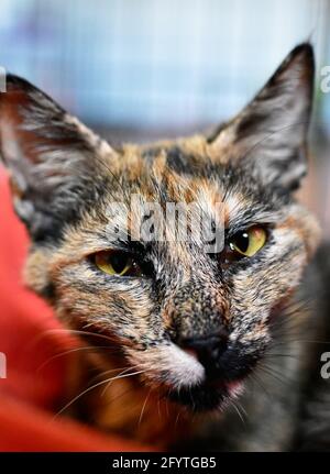 Eine vertikale Nahaufnahme einer wunderschön gemusterten Katze mit Grüne Augen Stockfoto