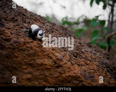 Panda Tierspielzeug, das auf Felsenland hinter Wald abgeht Verwischen Sie den Hintergrund, der auf dem Bild dargestellt wird Stockfoto