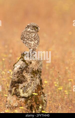 Kleine Eule an ihrem Lieblingsbarsch in einem Eichenwald mit den letzten Lichtern des Tages Stockfoto