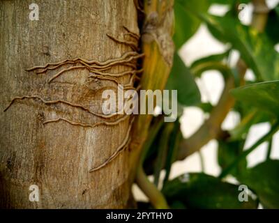 Geldpflanzenwurzeln, die mit Papaya-Baum aus der Nähe befestigt sind, schossen herum Natur Präsentationsbild Stockfoto