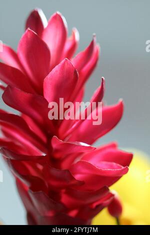 Nahaufnahme von rotem Ingwer mit grauem Hintergrund. Stockfoto