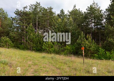 Wanderweg im Kiefernwald in Deliblatska Pescara Stockfoto