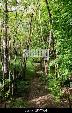 Wanderweg im Wald in Deliblatska Pescara Stockfoto