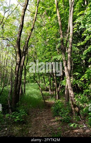 Wanderweg im Wald in Deliblatska Pescara Stockfoto