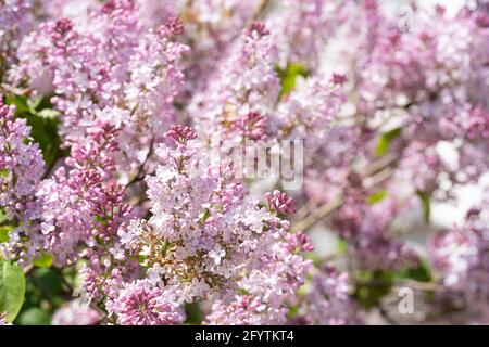 Frühling Flieder Zweig der Blüte im Maitag Stockfoto