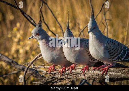 Ein Trio australischer Haubentauben, die in einer Linie stehen Auf einem verdrehten Ast Stockfoto