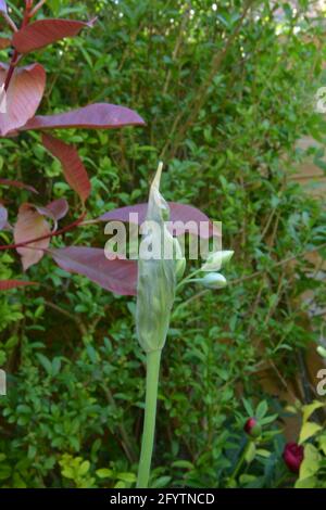 Sizilianische Honiglilie, die schönen Blütenknospen jonglieren, Cambridge UK, rein schöner und friedlicher Blumenraum Stockfoto