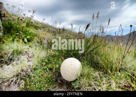 Gemeiner Kugelpilz in den alpinen Wiesen des Nordkaukasus. Im Hintergrund sind schneebedeckte Gipfel zu sehen Stockfoto