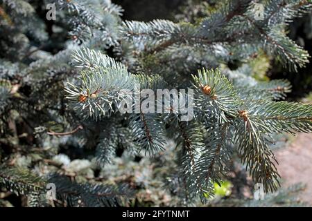 Die blaue Fichte, auch bekannt als grüne Fichte, weiße Fichte, Colorado Fichte oder Colorado blaue Fichte, ist eine Fichtenart. picea punge Stockfoto