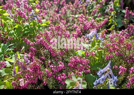 Büsche aus rosafarbenem Heidekraut auf einer künstlichen Rutsche im Park. Landschaftsdesign Stockfoto