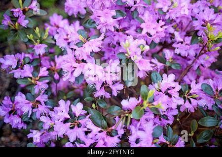 Der immergrüne Rhododendron Hybrid Haaga hat seine leuchtend rosa Blüten vollständig geöffnet. Hintergrundbild Stockfoto