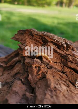 Eine rote flache Rindenkäferlarve auf einer Rinde von Ein Baum im Wald Stockfoto