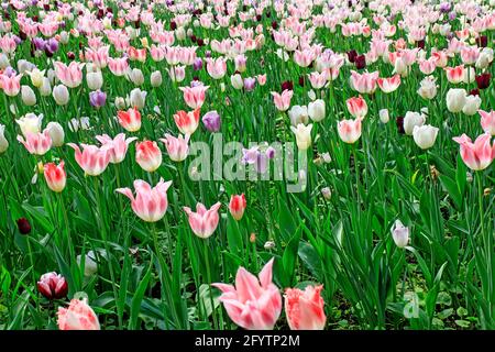 Rosafarbene weiße Tulpen in einem Blumenbeet in der Nähe eines künstlichen Reservoirs im Park. Landschaftsdesign. Stockfoto