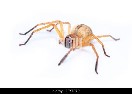 Bild der Huntsman-Spinne (Olios sp.) ist eine Familie von Sparassidae auf weißem Hintergrund. Insekt. Tier. Stockfoto