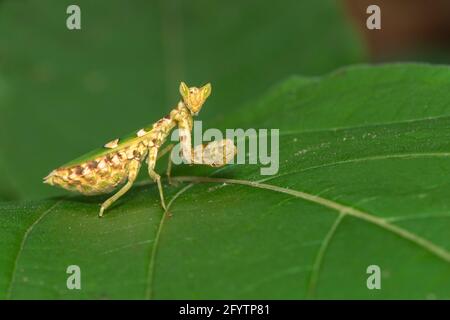 Bild von Blumenmantis (Creobroter gemmatus) auf grünen Blättern. Insekten, Tiere. Stockfoto