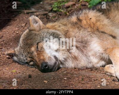 Wolf im Wald Stockfoto