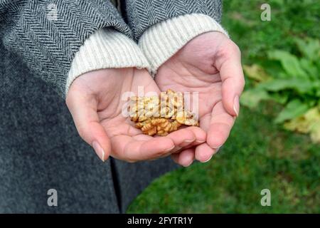 Geschälte Walnusskerne in weiblichen Händen. Eine Handvoll Bio-Walnüsse in den Handflächen der Frau. Gesunde Natürliche Ernährung Konzept. Nahaufnahme. Selektiver Fokus. Stockfoto