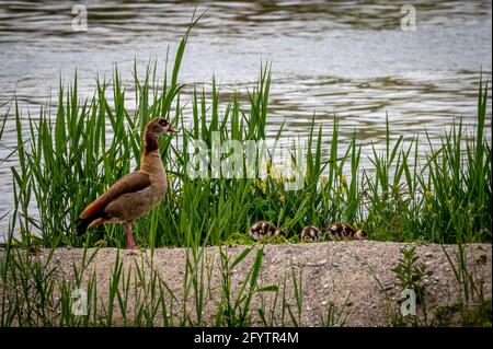 Familie ägyptische Gans mit ihren Küken im Gras im Frühjahr. Alopochen aegyptiaca in der Schweiz. Schönheit in der Natur. Stockfoto