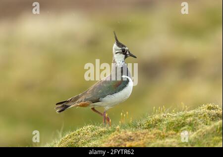 Nahaufnahme eines Kiebitzes oder Peewit im Frühling. Wissenschaftlicher Name: Vanellus Vanellus. Stand während der Brutsaison in einem natürlichen Lebensraum von Grouse Moor. Stockfoto