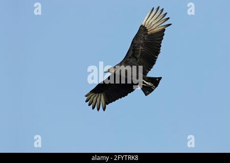 Amerikanischer Schwarzgeier im Flug (Coragyps atratus) Cypress Lake, florida, USA BI001740 Stockfoto