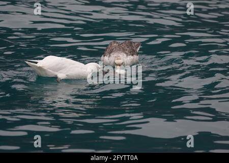 Südliche Riesensturmsturmkrone (einer der seltenen Weißen Morphen) - Fütterung von toten Pinguin Macronectes giganteus Royal Bay South Georgien BI007302 Stockfoto