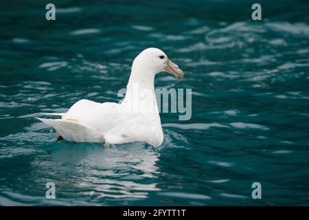 Südliche Riesensturmsturmblüten (Seltene Weiße Morphe) - auf dem Meer Macronectes giganteus Royal Bay South Georgia BI007303 Stockfoto