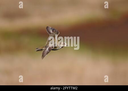 Golden Plover - im Flug über Moorland Pluvialis apricaria Yell, Shetland, UK BI010743 Stockfoto