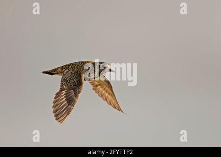 Golden Plover - im Flug über Moorland Pluvialis apricaria Yell, Shetland, UK BI010746 Stockfoto