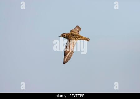 Golden Plover - im Flug über Moorland Pluvialis apricaria Yell, Shetland, UK BI010748 Stockfoto