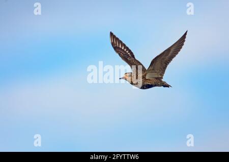 Golden Plover - im Flug über Moorland Pluvialis apricaria Yell, Shetland, UK BI010750 Stockfoto