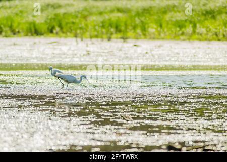 Weißreiher bewegen sich und das Futter am sonnenbeschienenen Wasser des Sees. Stockfoto