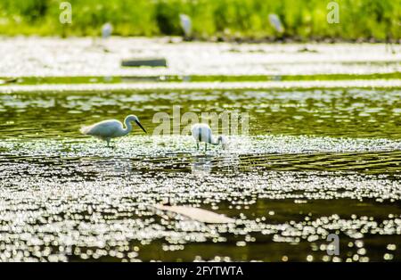 Weiße Reiher bewegen sich und die Nahrung am sonnenbeschienenen Wasser des Sees. Stockfoto