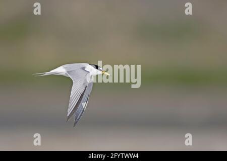 Little Tern - im Flug Sterna albifrons Texel, Niederlande BI014077 Stockfoto