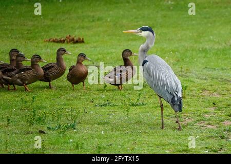 Portsmouth Road, Godalming. Mai 2021. Sonnige Intervalle in den Heimatkreisen heute Morgen. Wildvögel und ein Graureiher auf Secrett's Farm in Godalming in Surrey. Kredit: james jagger/Alamy Live Nachrichten Stockfoto