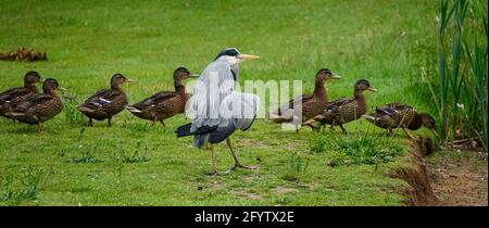 Portsmouth Road, Godalming. Mai 2021. Sonnige Intervalle in den Heimatkreisen heute Morgen. Wildvögel und ein Graureiher auf Secrett's Farm in Godalming in Surrey. Kredit: james jagger/Alamy Live Nachrichten Stockfoto