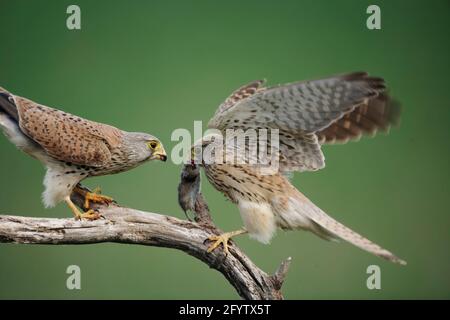 Kestral - Rüde, der das Essen an das Weibchen Falco tinnunculus Hungary weitergibt BI016140 Stockfoto