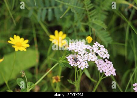 Eine Nahaufnahme einer Fliege, die auf einer Schafgarbe thront Blume Stockfoto